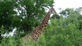 Girafe