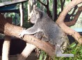 Koala cendré