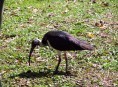 Ibis Australie