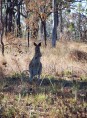 Kangourou gris sauvage