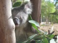 Koala cendré