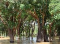 Kampong Phluk : forêt inondée