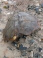 Carcasse : tortue Caretta