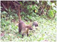 Coatis à nez blancs