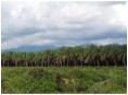 Culture de palmiers : Parrita