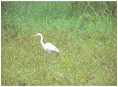 Grande aigrette