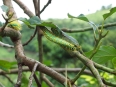 Chenille verte et jaune