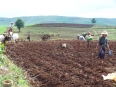 Activité agricole : agriculteurs