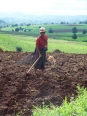 Activité agricole : agriculteur