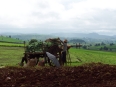 Activité agricole : agriculteur