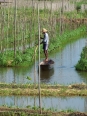 Jardins flottants