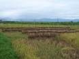 Agriculture : lac Inle