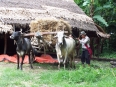 Chargement du foin sur attelage