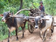 Village de Ga Naing Phot : attelage à boeufs