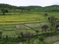 Lac Inle : rizières