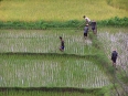 Lac Inle : rizières