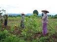 Village de Naing Gyi : agriculteurs