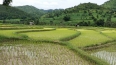 Lac Inle : rizières