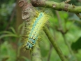 Chenille vert et jaune