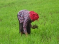 Activité agricole : cueillette