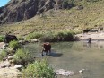 Elevage de vaches