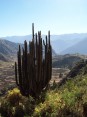 Cactus colonnaire : Cierge du Pérou