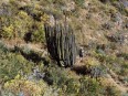 Cactus colonnaire : Cierge du Pérou