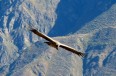 Condor royal