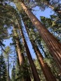 Sequoias geants