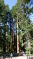 Sequoia geant