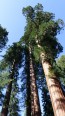 Sequoias geants