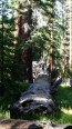Arbre tunnel de Wawona