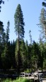 Sequoias geants