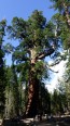 Sequoia Grizzly Giant
