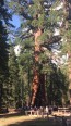 Sequoia Grizzly Giant