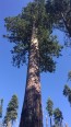 Sequoia geant