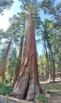 Sequoia Grizzly Giant