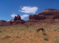 Mustang sauvage